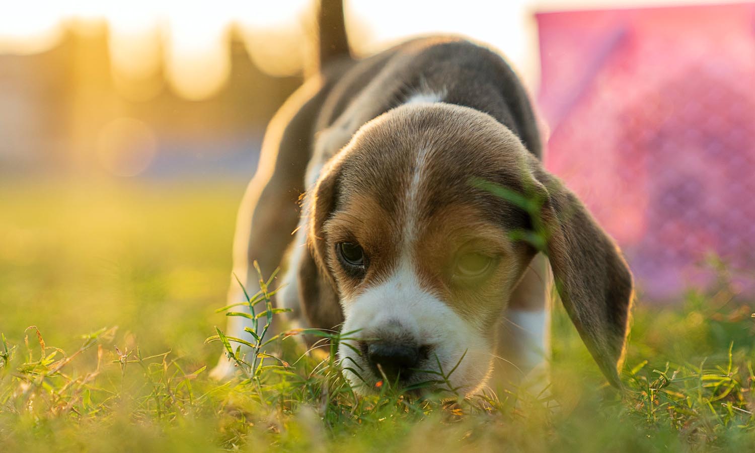 Tips para educar a tu cachorro