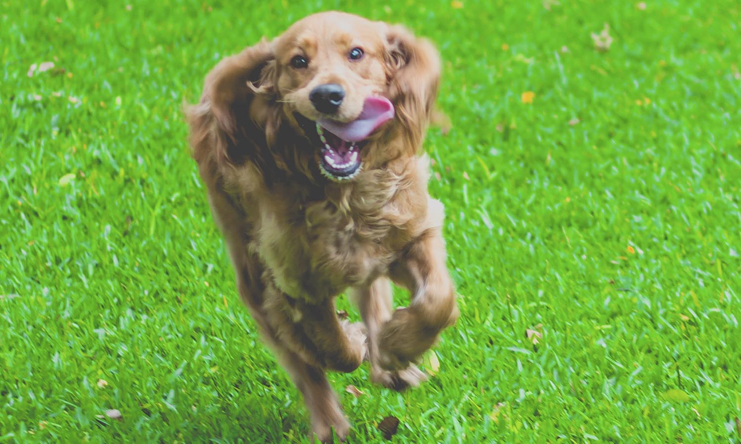 Cocker Spaniel Ingl&eacute;s